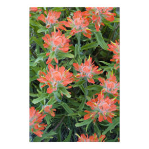 Impression Photo Castilleja des Indiens sauvages dans les Many