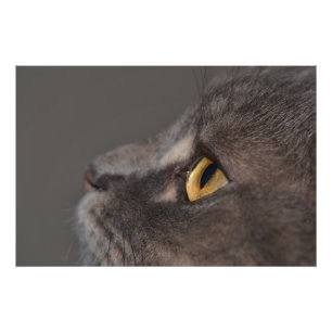 Impression Photo Cat Eye-Macro par Shirley Taylor