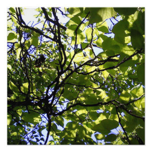 Impression Photo Catalpa tropicale nature sauvage