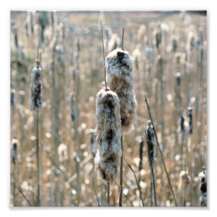 Impression Photo Cattails Fluffés Au Printemps Nature 8x8