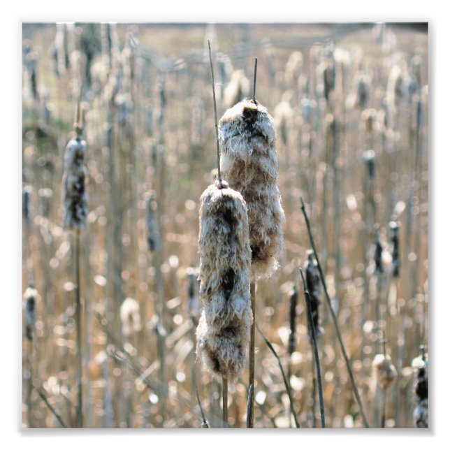 Impression Photo Cattails Fluffés Au Printemps Nature 8x8 (Devant)