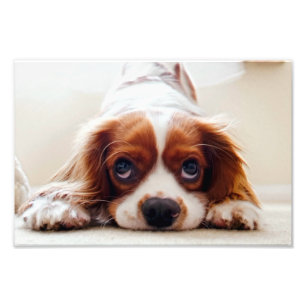 Impression Photo Cavalier King Charles Spaniel