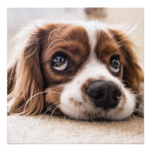 Impression Photo Cavalier roi charles spaniel