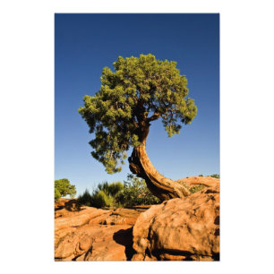 Impression Photo Cèdre solitaire, Deadhorse Point State Park,