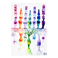 Cellules coniques, cellules en bâtonnet et neurone