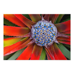 Impression Photo Centre d'un agave en fleurs - San Francisco