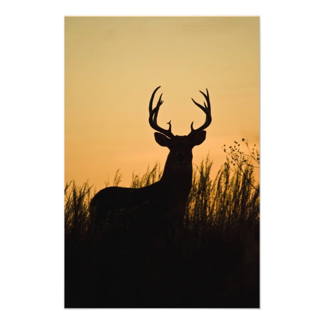 Impression Photo cerf à queue blanche (Odocoileus virginianus) (Devant)