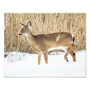 Impression Photo Cerf dans la neige