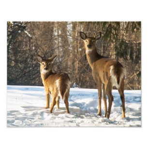 Impression Photo Cerf de Virginie dans la neige