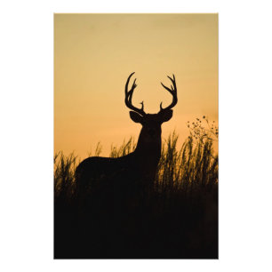 Impression Photo cerf de Virginie (Odocoileus virginianus)