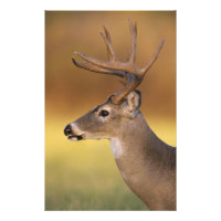 Cerf de Virginie, Odocoileus virginianus,