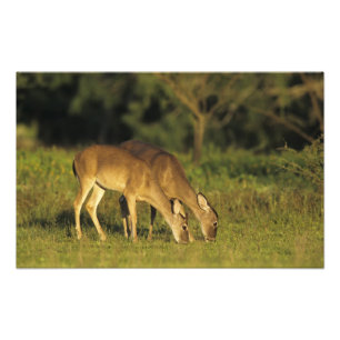 Impression Photo Cerf de Virginie, Odocoileus virginianus