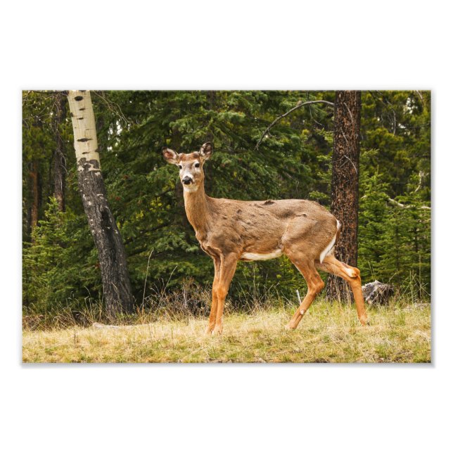 Impression Photo Cerf en Alberta Canada (Devant)