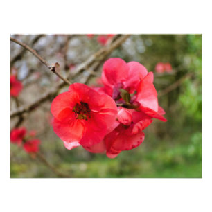 Impression Photo Chaenomeles speciosa