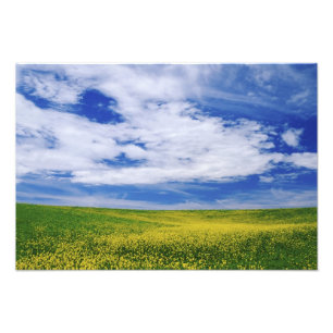 Impression Photo Champ de fleurs de canola ou de moutarde, Palouse