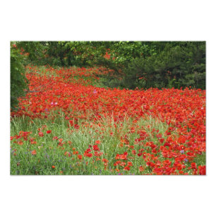 Impression Photo Champ de fleurs de pavot hybride planté le long de