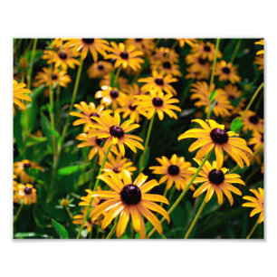 Impression Photo Champ de fleurs Susan aux yeux noirs