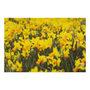 Impression Photo Champ de jonquilles
