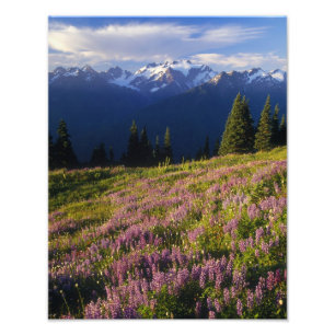 Impression Photo Champ de lupin, mont Olympe et nuages à