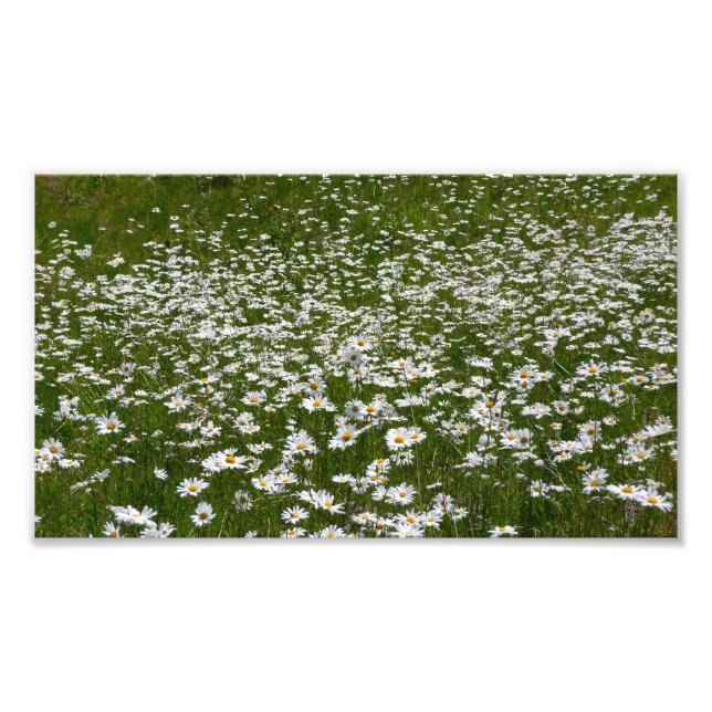 Impression Photo Champ de marguerites Fleurs sauvages de l'Alaska (Devant)