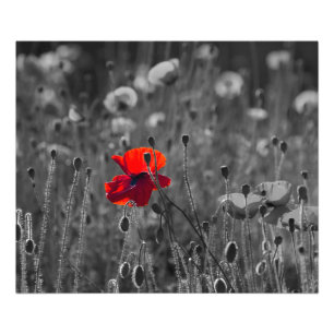 Impression Photo Champ de pavots