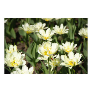 Impression Photo Champ de tulipes blanches