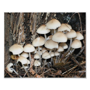 Impression Photo Champignons blancs sauvages 10x8 Nature