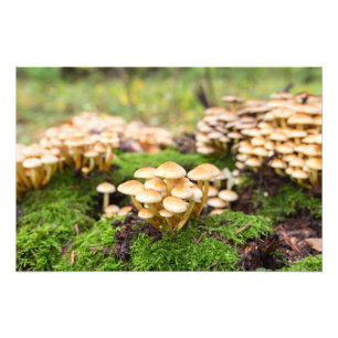 Impression Photo Champignons jaunes dans la forêt d'automne.