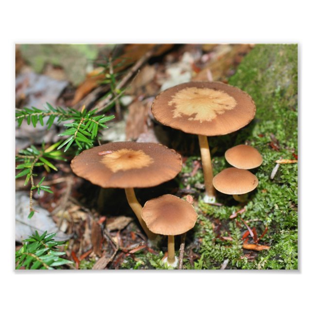 Impression Photo Champignons Sauvages Et Moss 10x8 Nature (Devant)