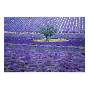Impression Photo Champs de lavande, Vence, Provence, France
