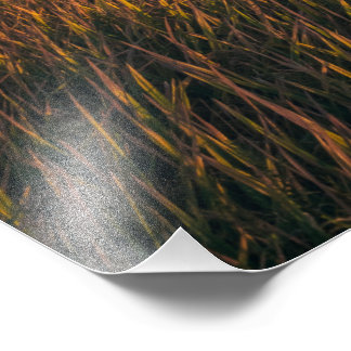 Impression Photo Champs d'or au coucher du soleil | Paysage calme