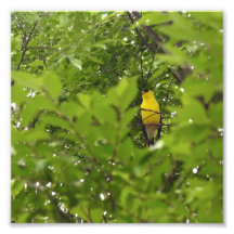 Chardonneret américain encadré par des feuilles