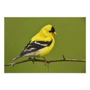 Impression Photo Chardonneret jaune mâle en plumage nuptial,