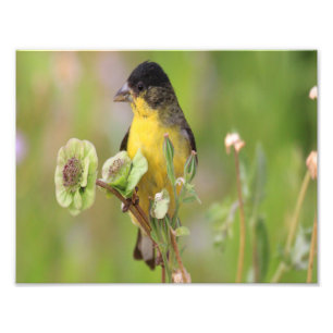 Impression Photo Chardonneret mâle perché sur des fleurs
