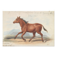 Charles Hamilton Smith - Le Cheval Koomrah
