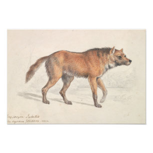 Impression Photo Charles Hamilton Smith - Maned Wolf