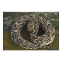 Charmeur de serpents Puff-adder africain Bitis