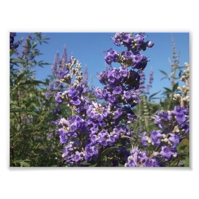 Impression Photo Chaste Arbre Fleurs violettes (Devant)