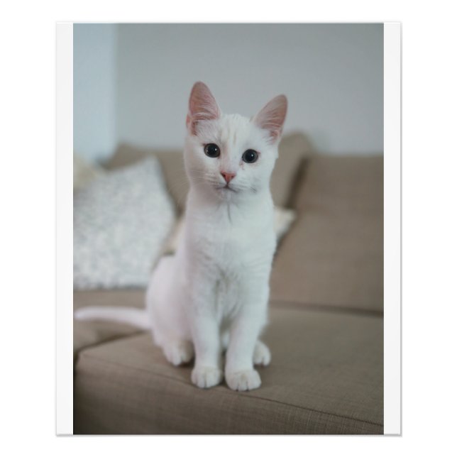 Impression Photo chat blanc | Zazzle_Growshop. (Devant)