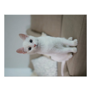 Impression Photo chat blanc   Zazzle_Growshop.