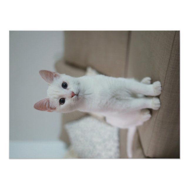 Impression Photo chat blanc | Zazzle_Growshop. (Devant)