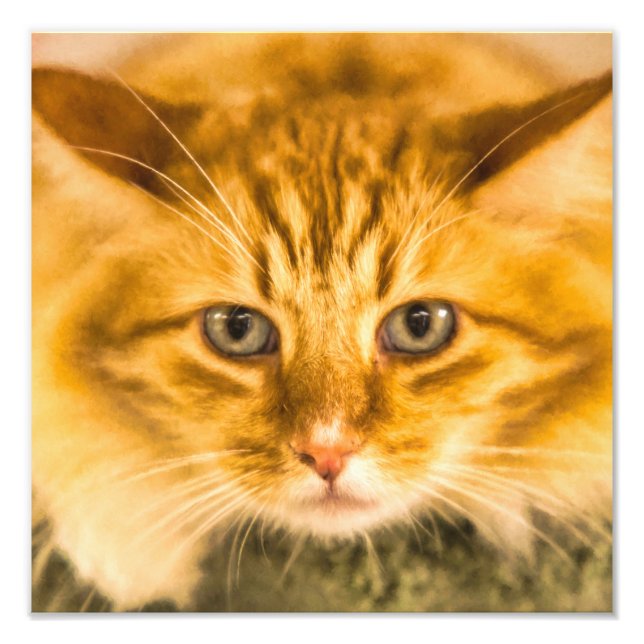 IMPRESSION PHOTO CHAT MAINE COON STARE DOUBLE (Devant)