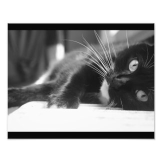 Impression Photo Chat noir et blanc
