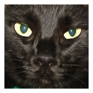 Impression Photo Chat Noir Gorgeous Artistique Portrait pour animal