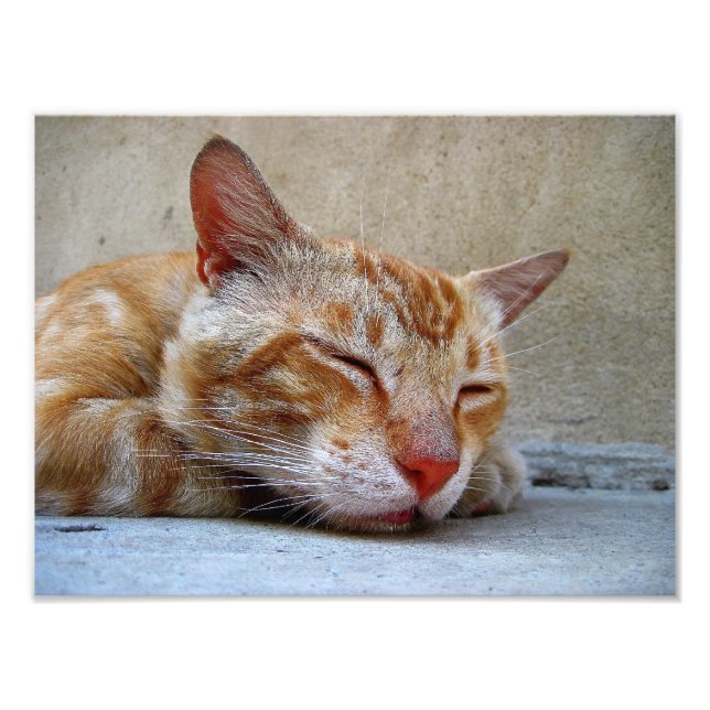 Impression Photo chat rouge (Devant)