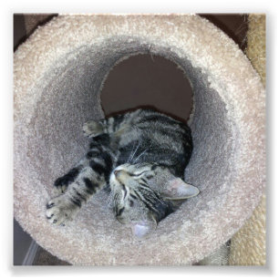 Impression Photo Chat Sleepy Kitty par Shirley Taylor