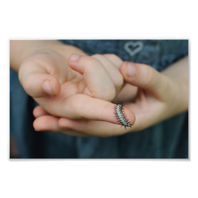 Impression Photo Chaterpillar Zebra (Devant)