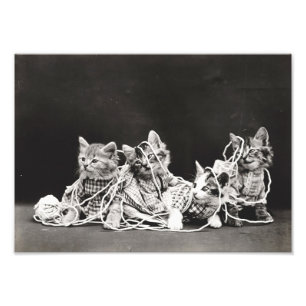 Impression Photo Chatons bloqués dans le fil