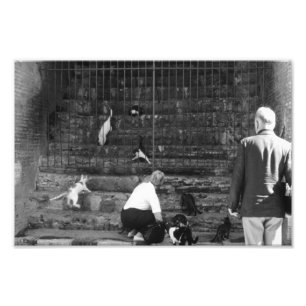 Impression Photo Chats errants à Venise Italie Rue Chat Touriste