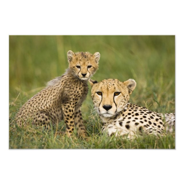 Impression Photo Cheetah, Acinonyx jubatus, avec Cub (Devant)